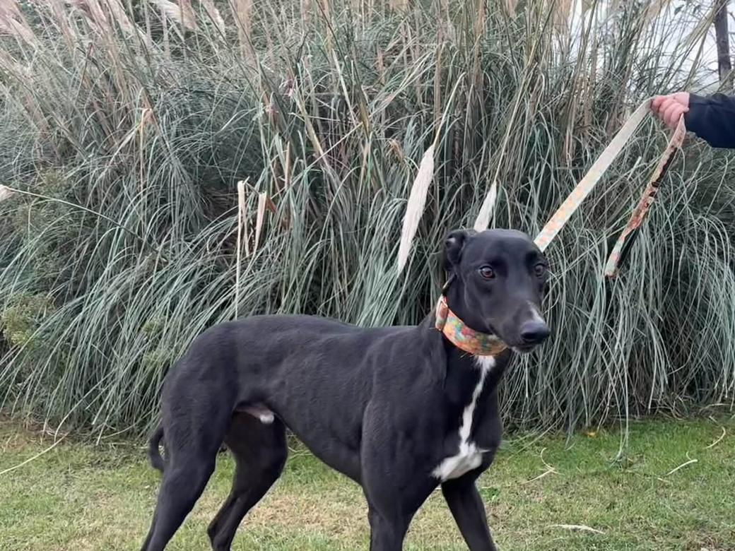 A greyhound at Ivanhoe Kennels