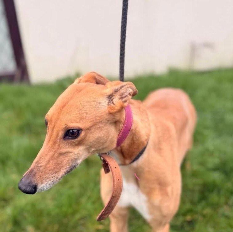 A fawn greyhound on the lead in the yard at Ivanhoe Kennels