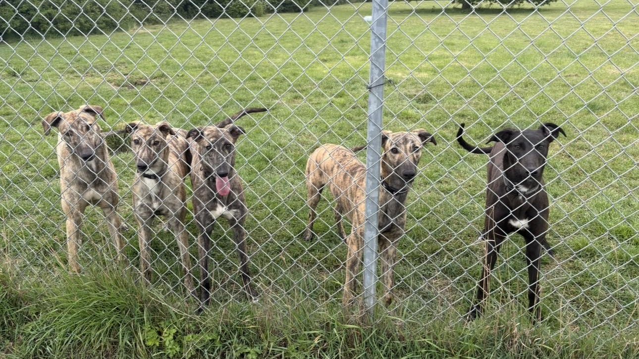 Five greyhounds standing at the paddock fence at Ivanhoe Kennels