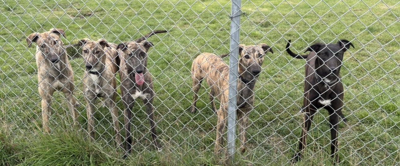 Greyhounds at the paddock fence at Ivanhoe Kennels