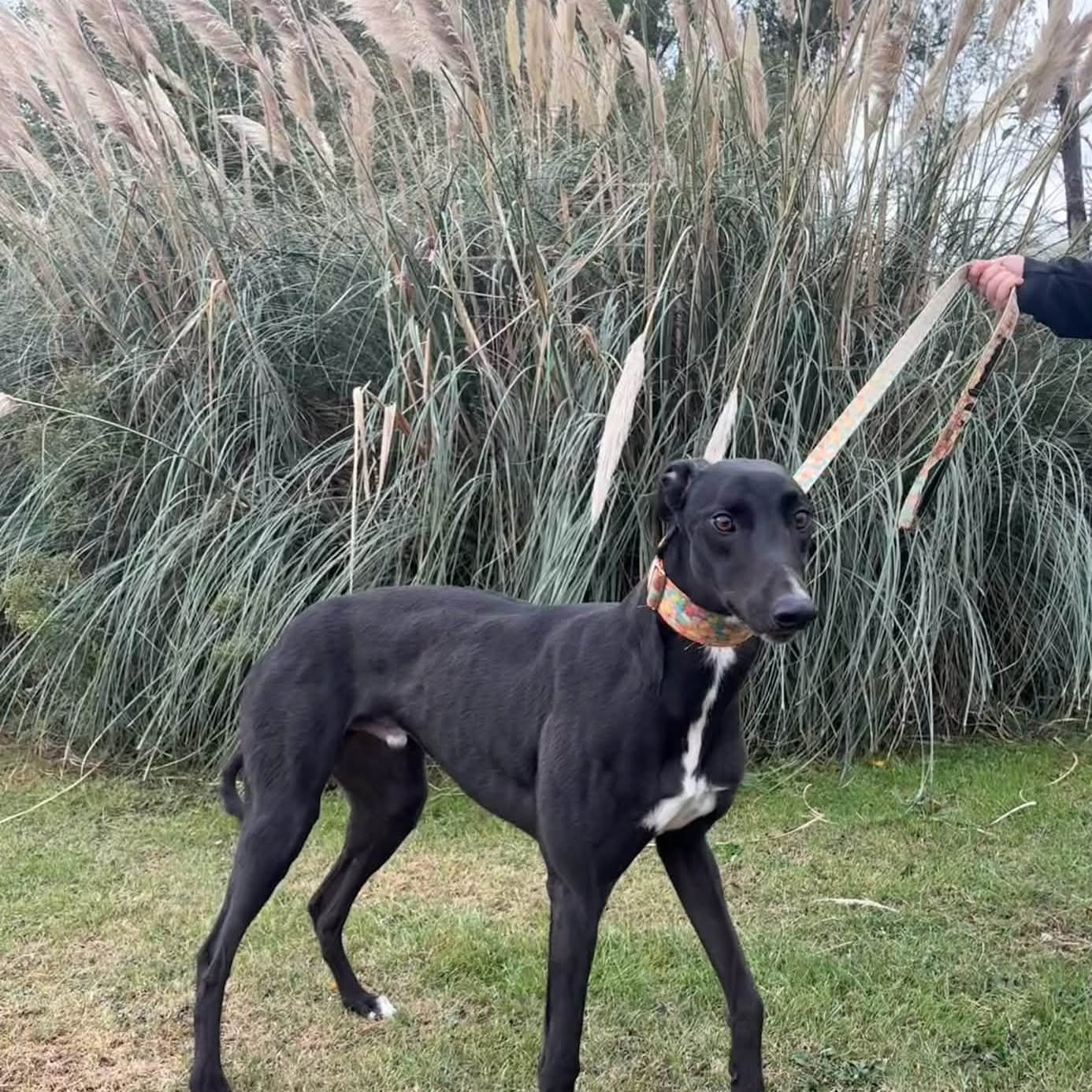 A black greyhound standing out in the paddock at Ivanhoe Kennels