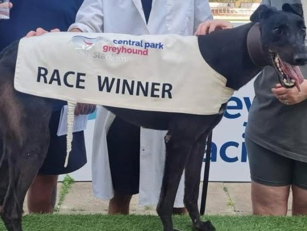 An Ivanhoe Kennels greyhound in the race winner rug at Central Park
