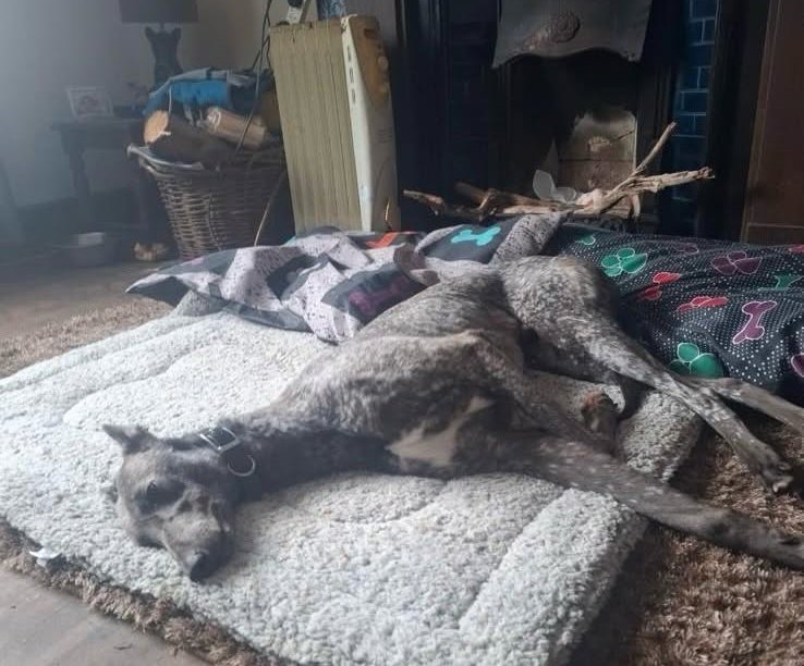 A retired greyhound asleep on its bed by the fire at home
